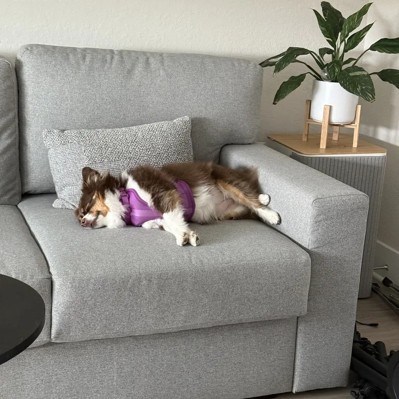 Pet Stain Removal